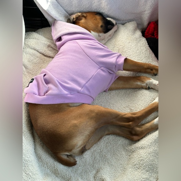 Spark Paws Essential Dog Hoodie - Lavender Size XLarge Worn  3x’s. - Picture 16 of 16